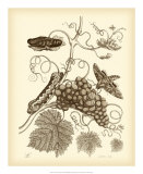 Nature Study in Sepia III Prints by Maria S. Merian