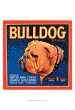 Bull Dog Posters