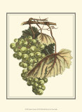 Vintner's Varieties I Prints