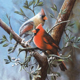 Cardenal Láminas por Kevin Daniel