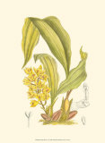 Orchid Plenty I Affiche par Samuel Curtis