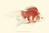 Fringetail Goldfish Print by S. Matsubara