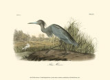 Blue Heron Posters par John James Audubon