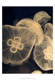 Graphic Jellyfish I Plakát