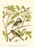 Canaries and Cage Birds II Prints by Cassel 