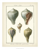 Volute Shells, Pl.390 Print by Denis Diderot