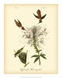 Ruff-neck Hummingbird Affiches par John James Audubon