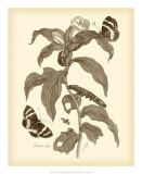 Nature Study in Sepia I Prints by Maria S. Merian