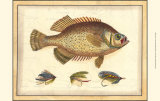 Printed Doug's Crappie Posters
