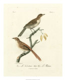 Antique French Birds I Art by Francois Langlois