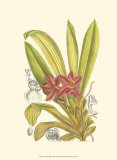 Orchid Plenty II Prints by Samuel Curtis
