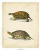Turtle Duo I Prints by J.W. Hill