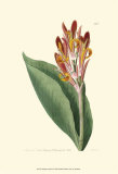 Antique Canna III Posters by Van Houtt 