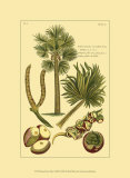Printed Exotic Palm I Plakat av Pierre-Joseph Buchoz Printed Exotic Palm I Plakat av Pierre-Joseph Buchoz