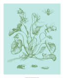 Spring Cyclamen II Posters