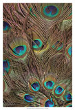 Peacock Feathers III Posters