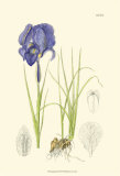 Spring Bounty I Art by Samuel Curtis