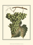 Vintner's Varieties IV Posters