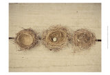 Nesting II Prints by Meghan McSweeney