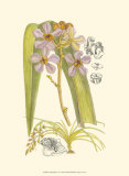 Orchid Plenty V Posters by Samuel Curtis