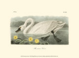 American Swan Prints by John James Audubon
