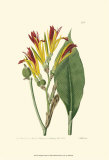 Antique Canna I Print by Van Houtt 