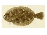 Flounder Giclee Print