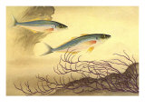 Mackerels, 1940 Giclee Print