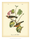 Bay Breasted Wood-Warbler Poster von John James Audubon