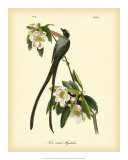 Fork-Tailed Flycatcher Sztuka autor John James Audubon Fork-Tailed Flycatcher Sztuka autor John James Audubon