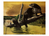 Otters Fear Forest Fire, 1952 Giclee Print by Stan Galli