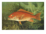 Red Snapper, 1880 Giclee Print by S.a. Kilbourne