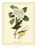 Canada Flycatcher Posters by John James Audubon