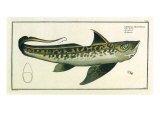 Chimaera, 1797 Giclee Print by Marcus Elieser Bloch