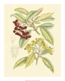 Berries and Blossoms I Affiches par Samuel Curtis