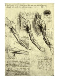 Studies of Human Arm Giclee Print by  Leonardo da Vinci