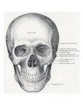 Human Skull, 1858 Giclee Print