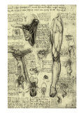 Human Anatomy reproduction procédé giclée par  Leonardo da Vinci
