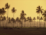 Rice Fields in Countryside around Panaji, Goa, India Photographic Print by Alain Evrard