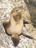 Baby Harbor Seal, Child's Beach, La Jolla, Near San Diego, California, USA Photographic Print by Ethel Davies