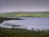 Flowers and Mist, Carrowmore Lake, County Mayo, Connacht, Republic of Ireland, Europe Photographic Print by Patrick Dieudonne