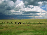 Cattle Ranching, N3 Highway, South Africa, Africa Photographic Print by Alain Evrard