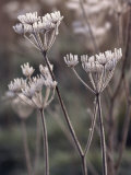 Frost Covering Stalks of a Plant in Winter Photographic Print by Michelle Garrett