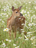 Whitetail Deer Fawn Among Oxeye Daisy, in Captivity, Sandstone, Minnesota, USA Photographie par James Hager