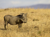 Warthog, Masai Mara National Reserve, Kenya, East Africa, Africa Lámina fotográfica por James Hager Warthog, Masai Mara National Reserve, Kenya, East Africa, Africa Lámina fotográfica por James Hager