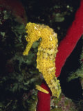 Sea Horse, Belize, Central America Photographic Print by James Gritz
