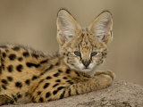 Serval Cub on Termite Mound, Masai Mara National Reserve, Kenya, East Africa, Africa Photographic Print by James Hager