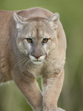 Mountain Lion or Cougar, in Captivity, Sandstone, Minnesota, USA Lámina fotográfica por James Hager Mountain Lion or Cougar, in Captivity, Sandstone, Minnesota, USA Lámina fotográfica por James Hager