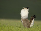 Male Kori Bustard Displaying, Ngorongoro Crater, Ngorongoro Conservation Area, Tanzania, Africa Photographic Print by James Hager