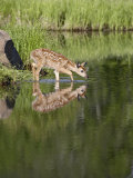 Captive Whitetail Deer Fawn and Reflection, Sandstone, Minnesota, USA Photographic Print by James Hager